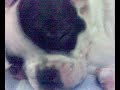 Bulldog frances sally roncando