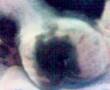 Bulldog frances sally roncando