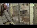 Summer School for the National Zoo's Lion Cubs