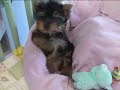 Doggie in the Window: New Version of a Classic