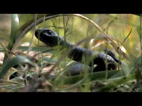 porphyriacus - Recent heavy rains over much of southern Australia have brought back new life into the Barmah Forest after years of drought. This Black Snake was found in ea...