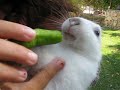 Snowbal eating a peper