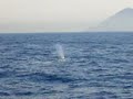 Ballena gris
