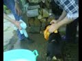Flocky kupanje Flocky kupanje