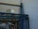 Jasmine gets some exercise