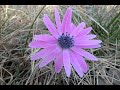 Anemone hortensis L. . Anemone stellata