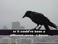 Currawong, Australian Raven, Kookaburra on my balcony