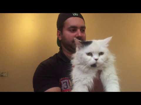 Turkish angora cat Vs Doll face vs Tiger face persian cats