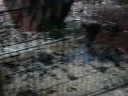 kenas backyard/piglets.