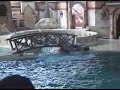 Dolphin-Show-part-I