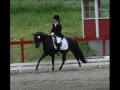 Esholms Bagheera, FEI dressage pony for sale