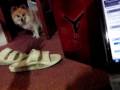 Shooter Pomeranian Trained For Sale