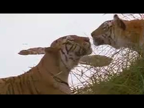Risky for the Tigers of the Emerald Forest, India Court - BBC wildlife
