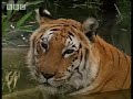 Risky courtship for tigers of the Emerald Forest, India - BBC wildlife