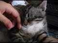 sleepy kitten takes a nap on my laptop