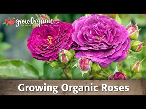 roses - Roses are a delicious edible but only if you grow them organically. Tricia gives you three keys to growing beautiful and tasty organic roses. Get Compost Tea...