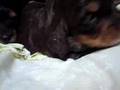 ダックスの子犬 よちよち歩き ②