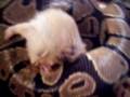 videos de Piko's attack