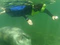 Gentle Giants Swimming with Manatees Gentle Giants Swimming with Manatees