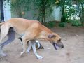 My Saint Bernard pupy and Great Dane playin in Back yard.Part1 My Saint Bernard pupy and Great Dane playin in Back yard.Part1