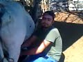 gamaliel ordeñando