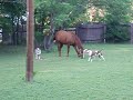 Strange Animal Behavior 2
