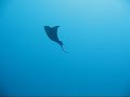 Mozambique: Ponta do Ouro: Diving Mozambique: Ponta do Ouro: Diving