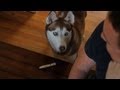 LAIKA'S PREGNANT??!!