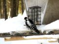 Pic chevelu / Hairy woodpecker Pic chevelu / Hairy woodpecker