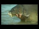 Cassien Carp Fishing - 63lb - Rob Hughes