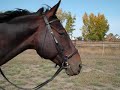 Horses jumping!