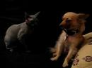 Chihuahua VS Sphynx