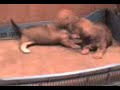 MOV00017 MOV00017