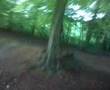 Border Terrier video