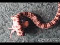 snake eats mouse   most viewed