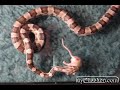 snake eats mouse   most viewed