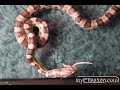 snake eats mouse   most viewed