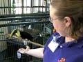 Picky toucan Picky toucan