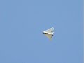 F-117 Dominator by Air Hogs F-117 Dominator by Air Hogs