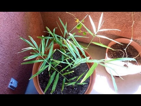 how to transplant rhizomes