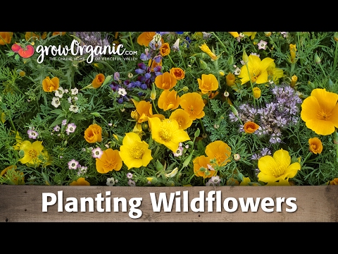 how to plant wildflowers
