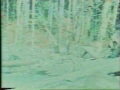 Patterson Bigfoot Video Patterson Bigfoot Video