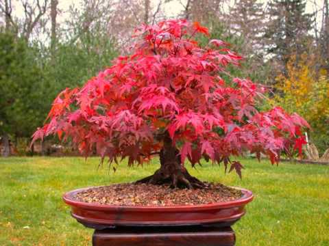 how to fertilize japanese maple trees