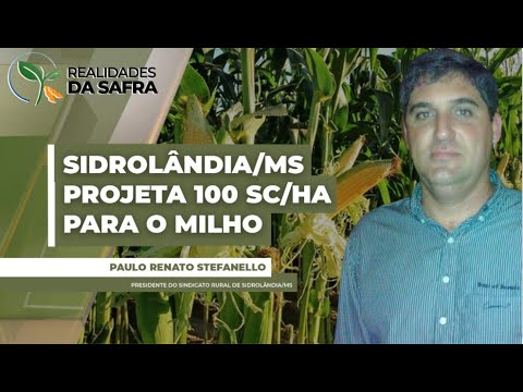 Lavouras de milho se desenvolvem bem em Sidrolândia/MS com projeção de 110 sc/ha