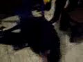 caidas graciosas