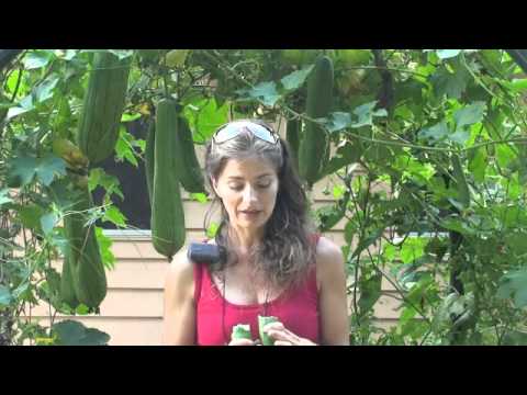 how to grow luffa from seed