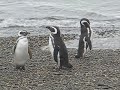Magellanic Penguins at Otway Sound Chile