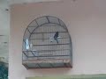 Curi� Repetidor