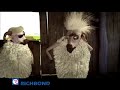 mouton mésidor richbond épisode 2 broadcast mouton mésidor richbond épisode 2 broadcast