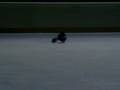 ARx-540 on ICE